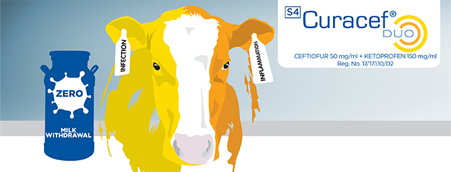 Introducing Curacef Duo